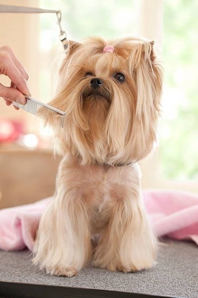 Luna Pet Grooming mutlu an 1 - Bakım sonrası mutlu pet görseli