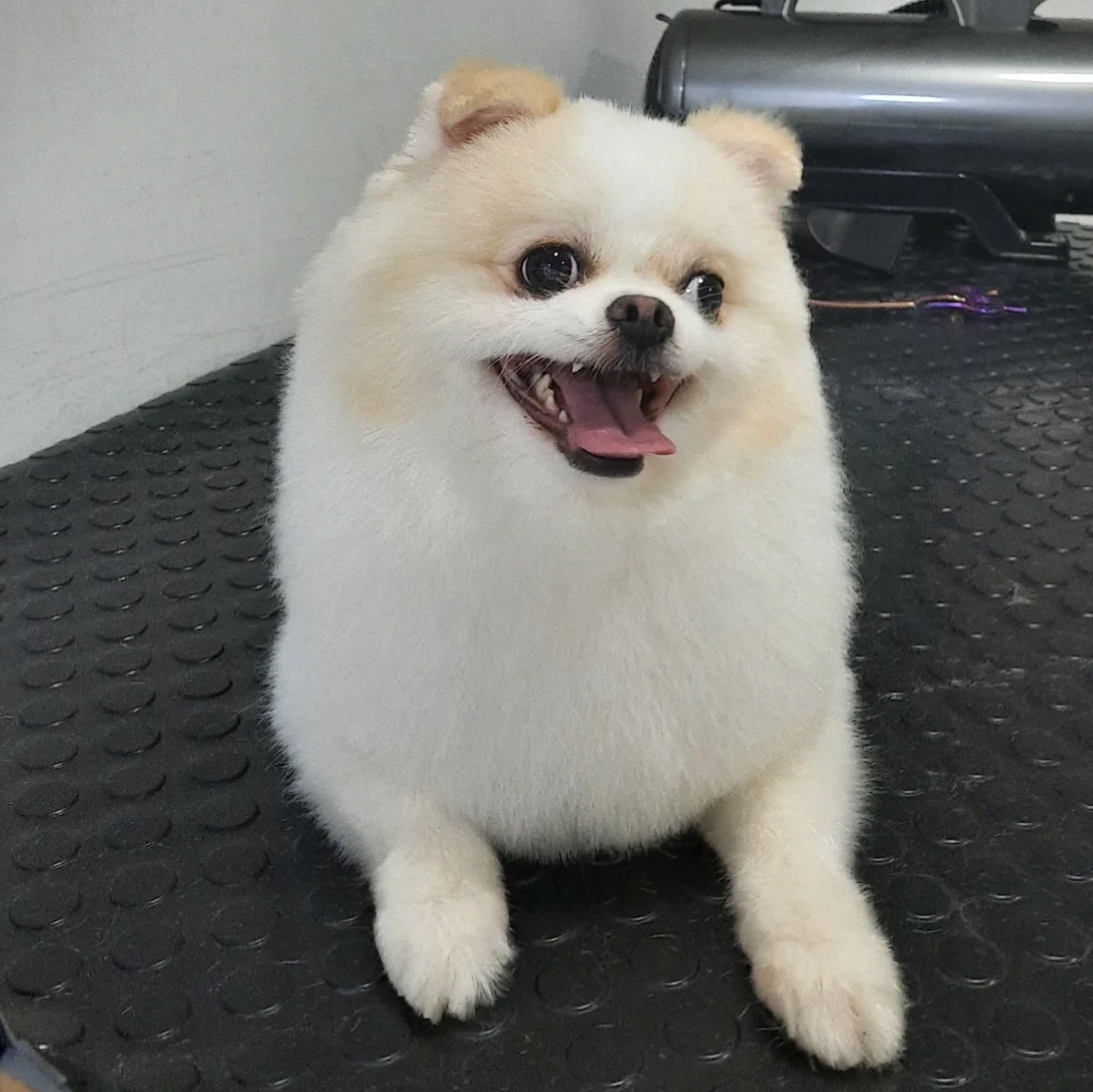 Profesyonel Bakım Sonucu - Luna Pet Grooming bakım sonrası görseli