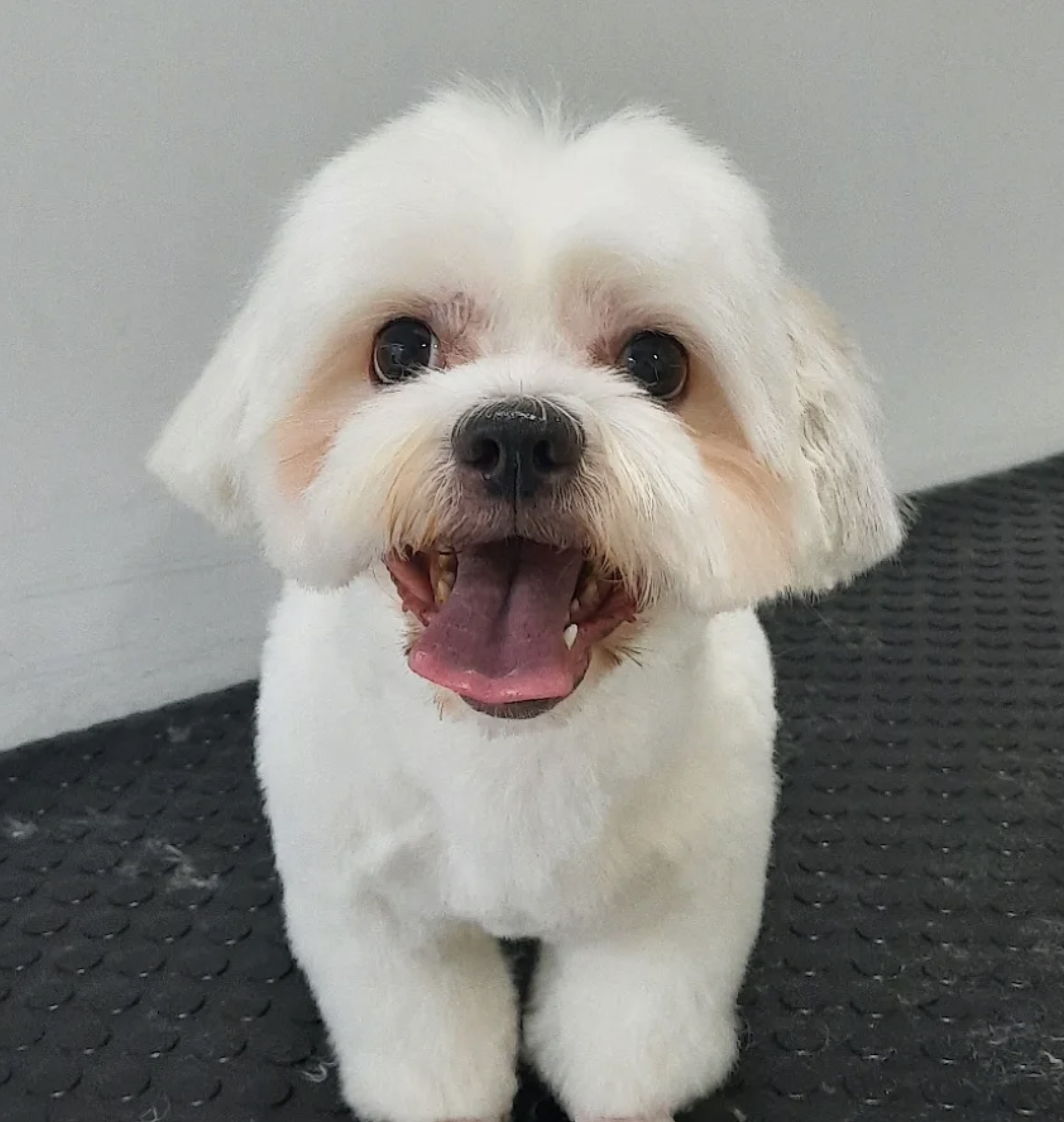 Tüy Bakımı ve Şekillendirme - Luna Pet Grooming bakım sonrası görseli