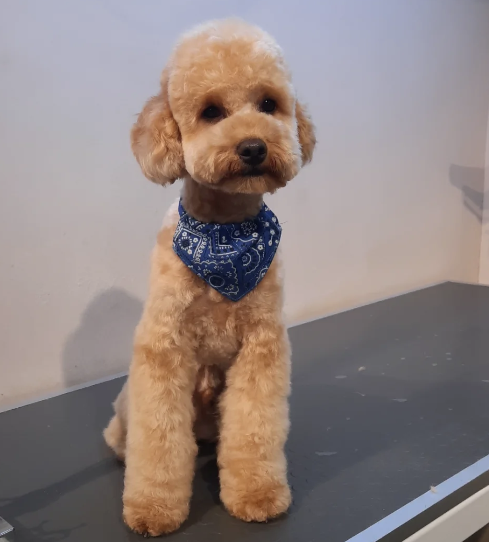 Hijyen ve Temizlik - Luna Pet Grooming bakım sonrası görseli