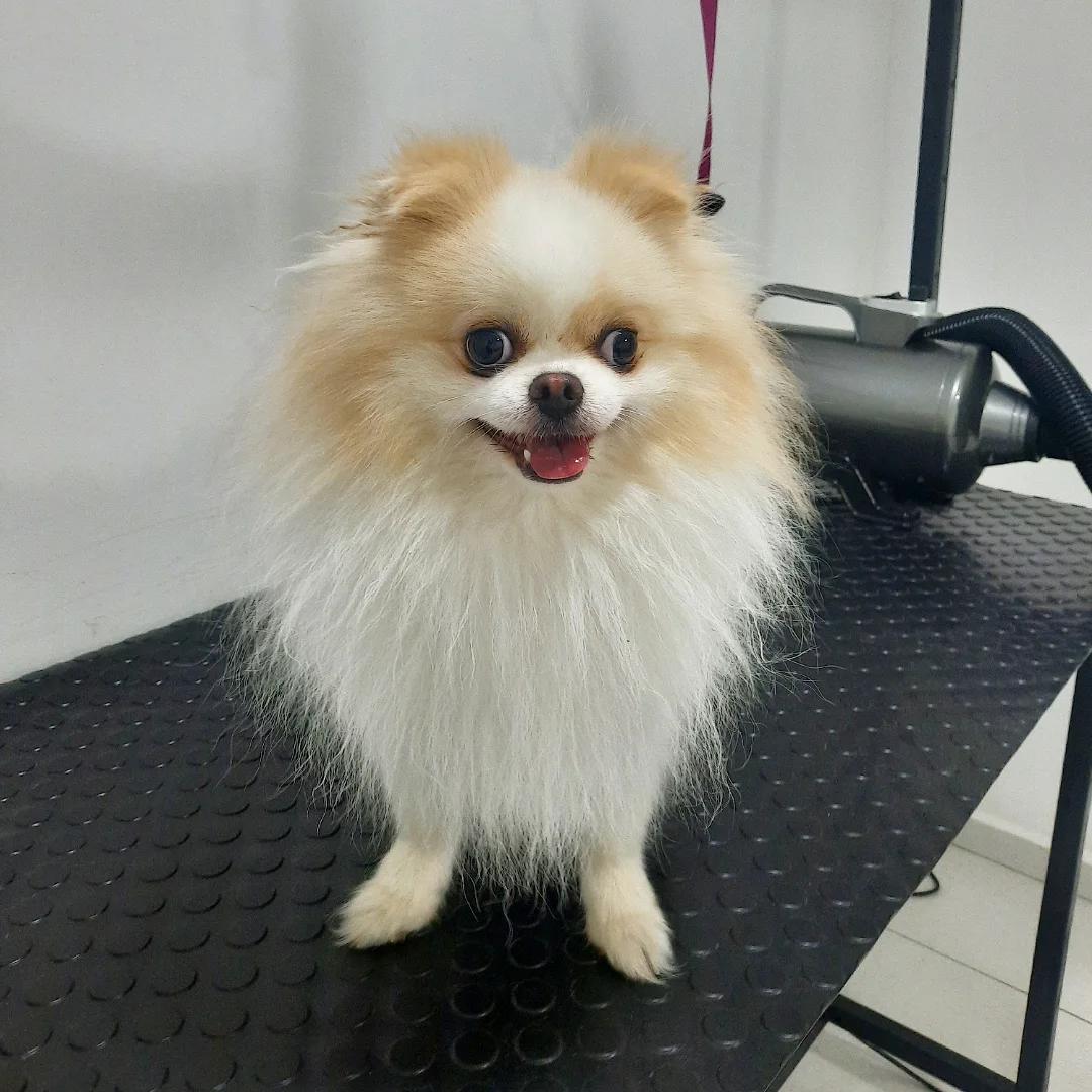 Profesyonel Bakım Sonucu - Luna Pet Grooming bakım öncesi görseli