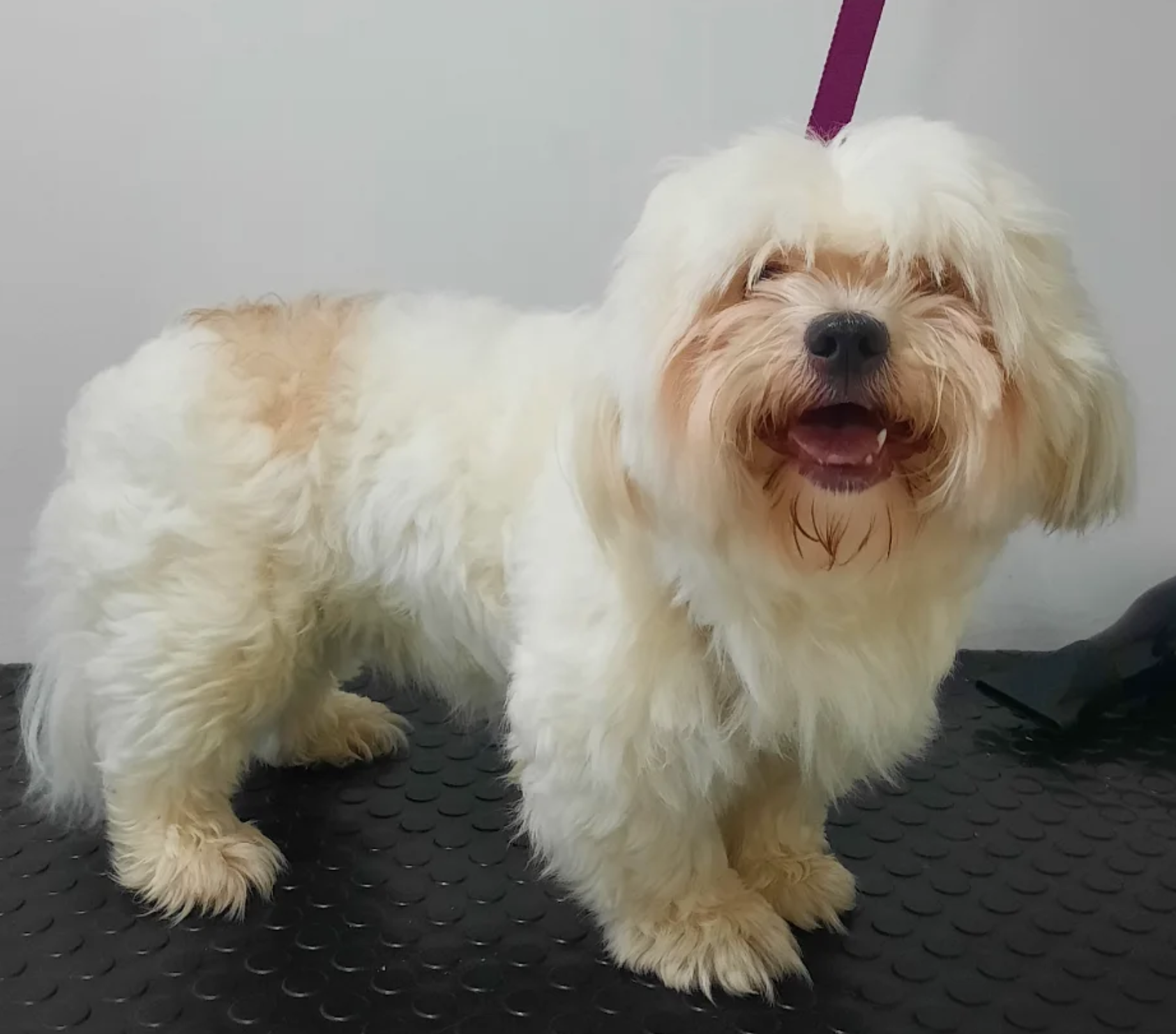 Tüy Bakımı ve Şekillendirme - Luna Pet Grooming bakım öncesi görseli