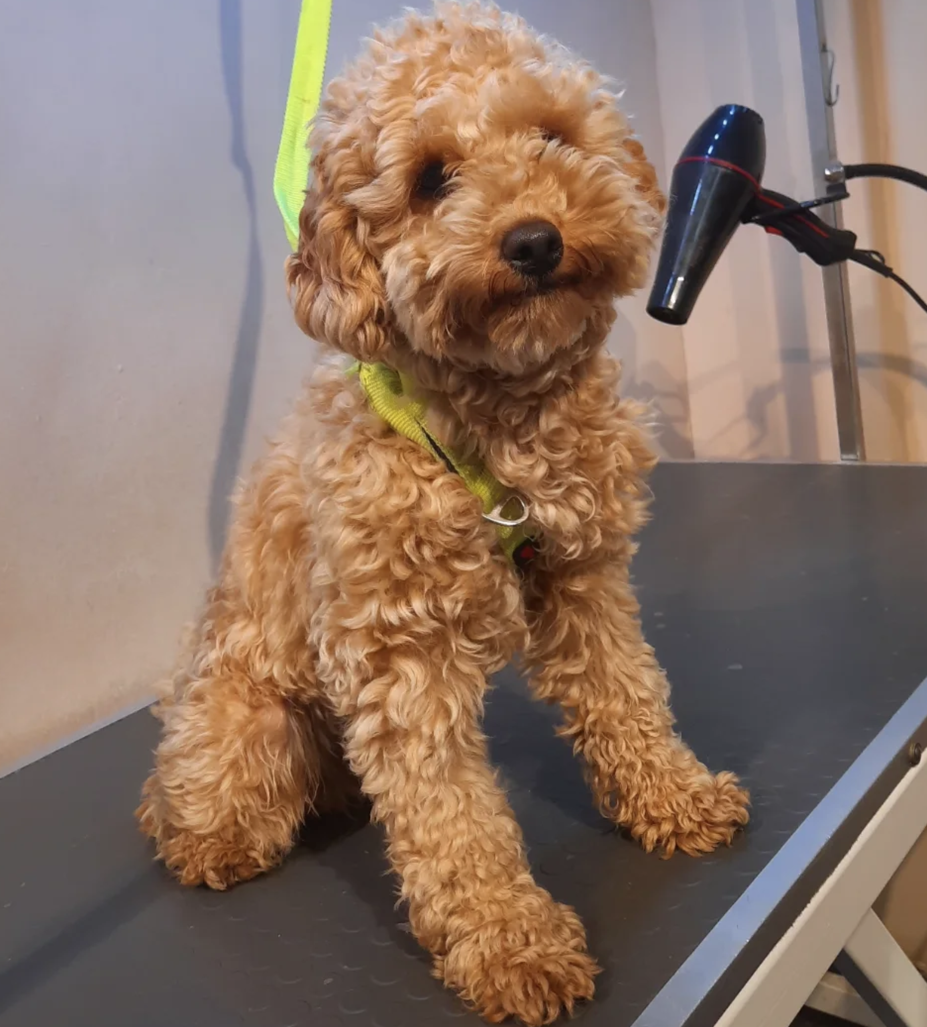 Hijyen ve Temizlik - Luna Pet Grooming bakım öncesi görseli