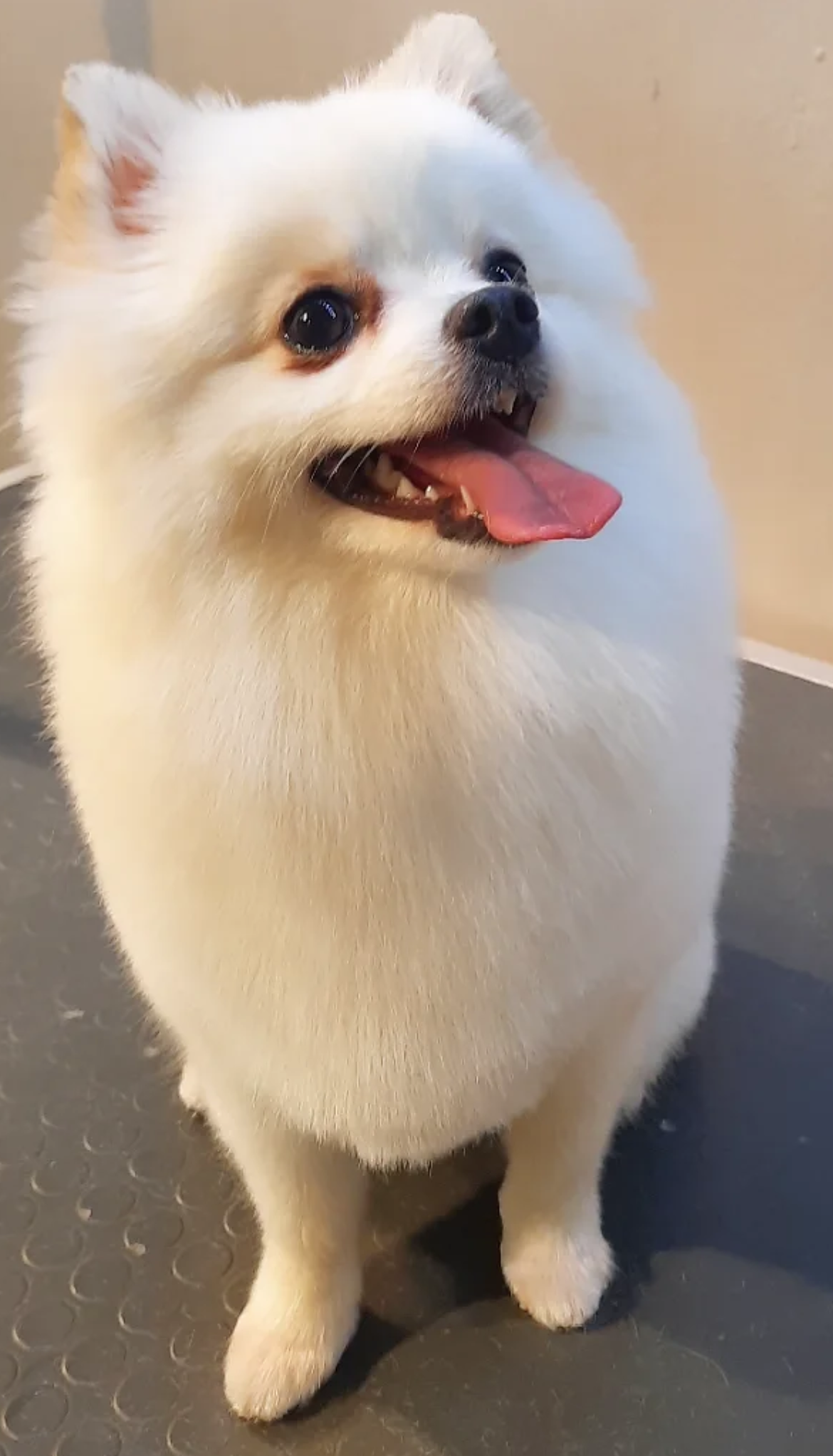 Bakım ve Styling - Luna Pet Grooming bakım sonrası görseli